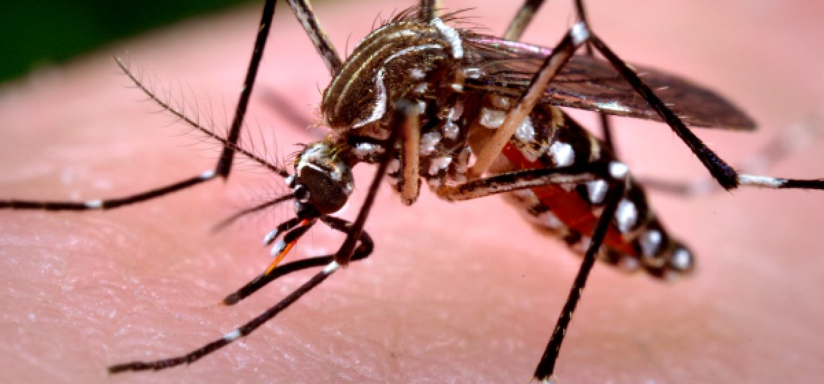 b2ap3_large_dengue