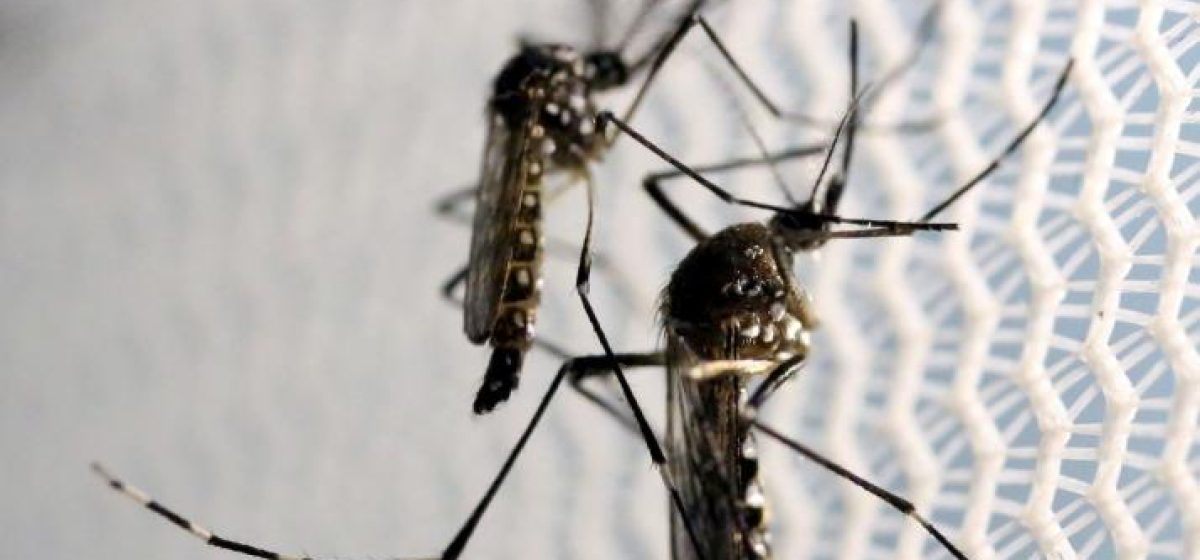 casos-de-dengue-e-chikungunya-tem-reducao-de-quase-100-diz-prefeitura-de-feira