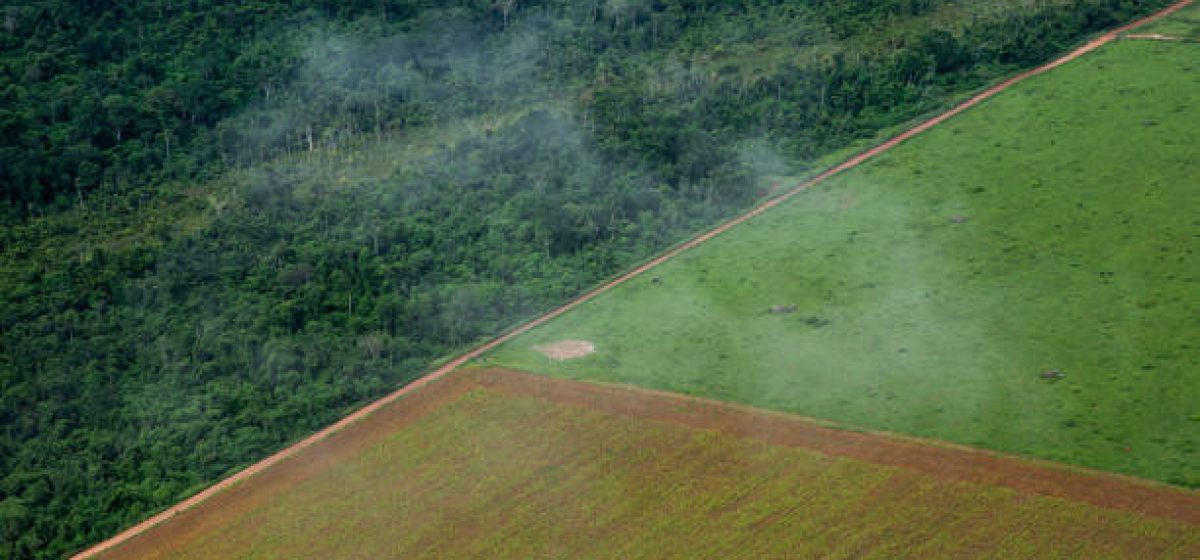 Soy plantation, pasture and forest area