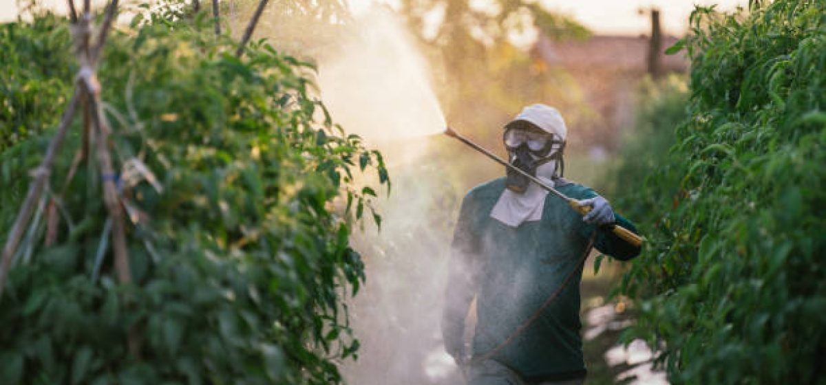 Asian farmer wear safety clothes with protective mask spraying organic pesticides on tomato plants in the garden