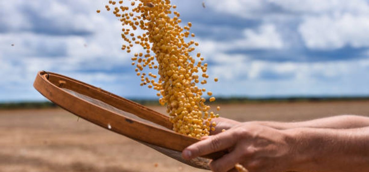 Male hands holding a sieve and throws up soybean grains.