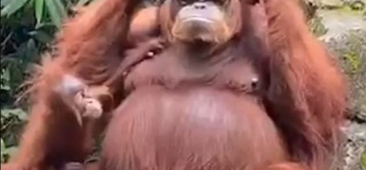 orangotango-oculos-zoologico-indonesia-04082021201250868