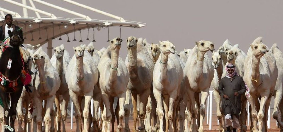 x74342548_saudi-men-lead-camels-during-a-beauty-contest-as-part-of-the-annual-king-abdulaziz-came.jpg.pagespeed.ic_.bmp3ycwh1w_widelg